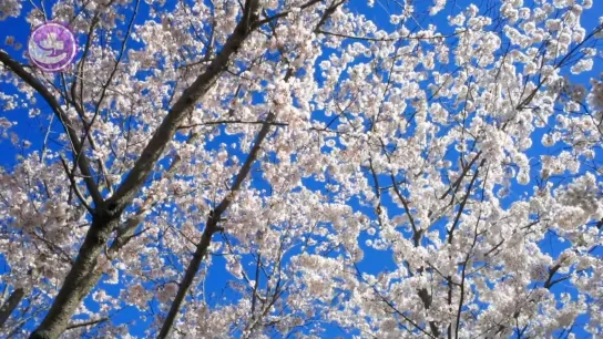 Аллергия — это реакция иммунной системы